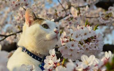 樱花树上的萌猫 春日里的治愈壁纸